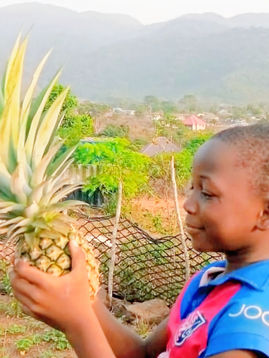 IN SEARCH OF PINEAPPLE PERFECTION