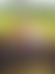 HOPE SAKUMA: PADDIES INTO PEPPER BEDS