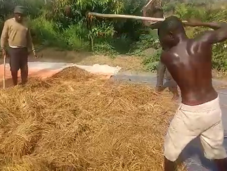 LET THE THRESHING BEGIN!