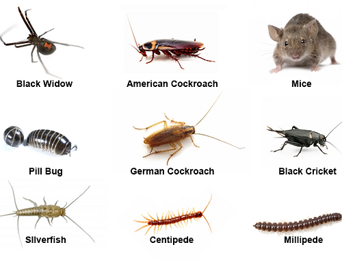 Common-Pests-in-Wellington.JPG