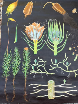 Mosses Educational Poster