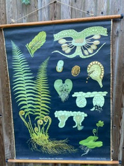 Decorative Poster of A Fern