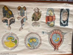 Dutch Teaching Poster