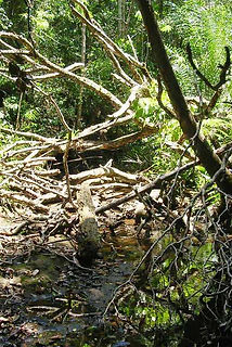 ribeirao a nettoyer.JPG
