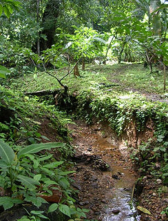Ravine.JPG