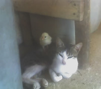 GATO E PINTO 291206.jpg
