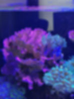 Coral reef aquarium experts