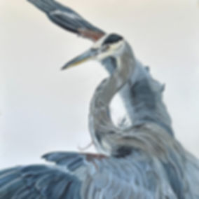 Heron Blue