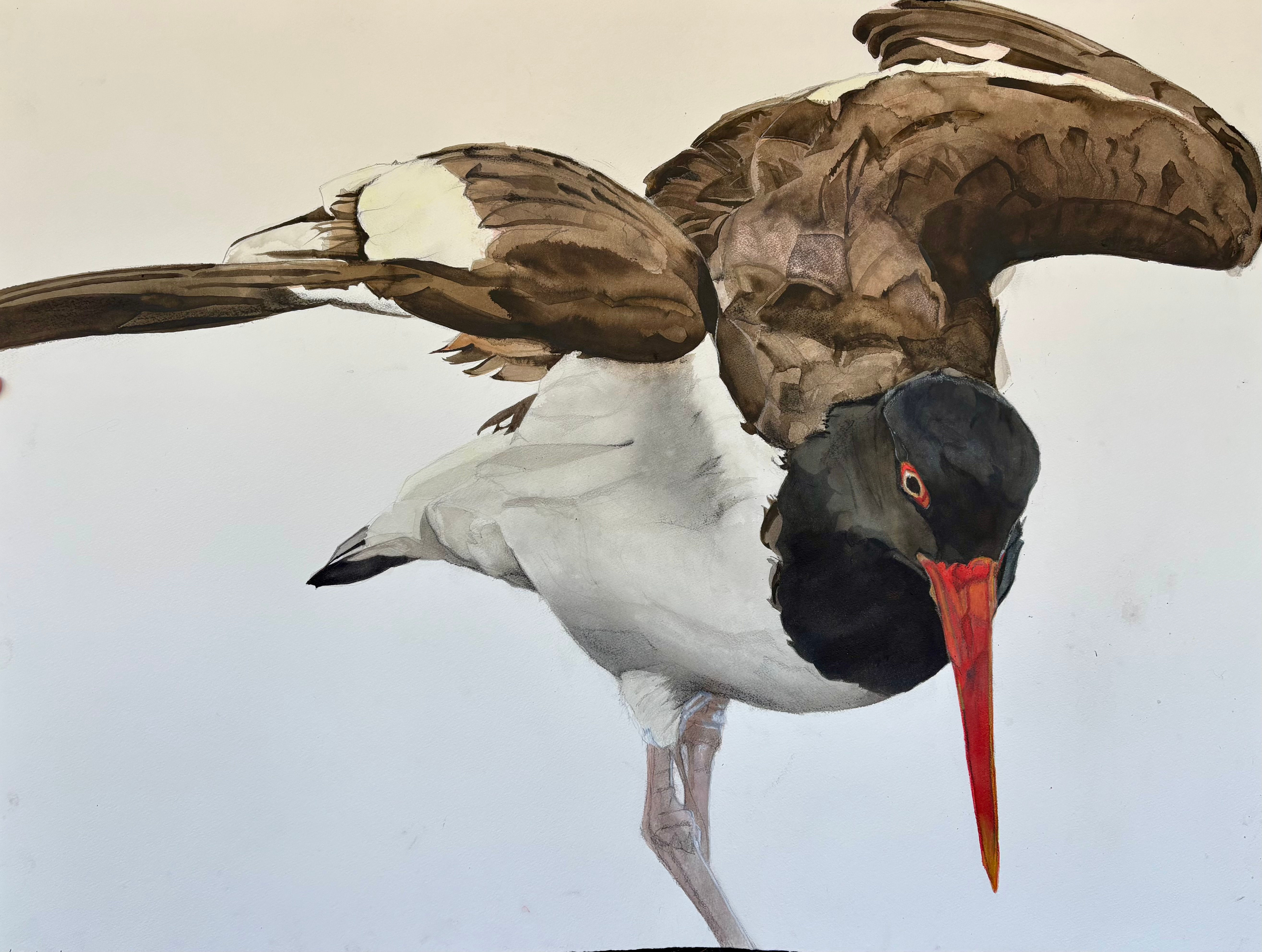 American Oystercatcher