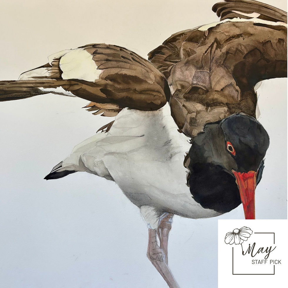 Thumbnail: American Oystercatcher
