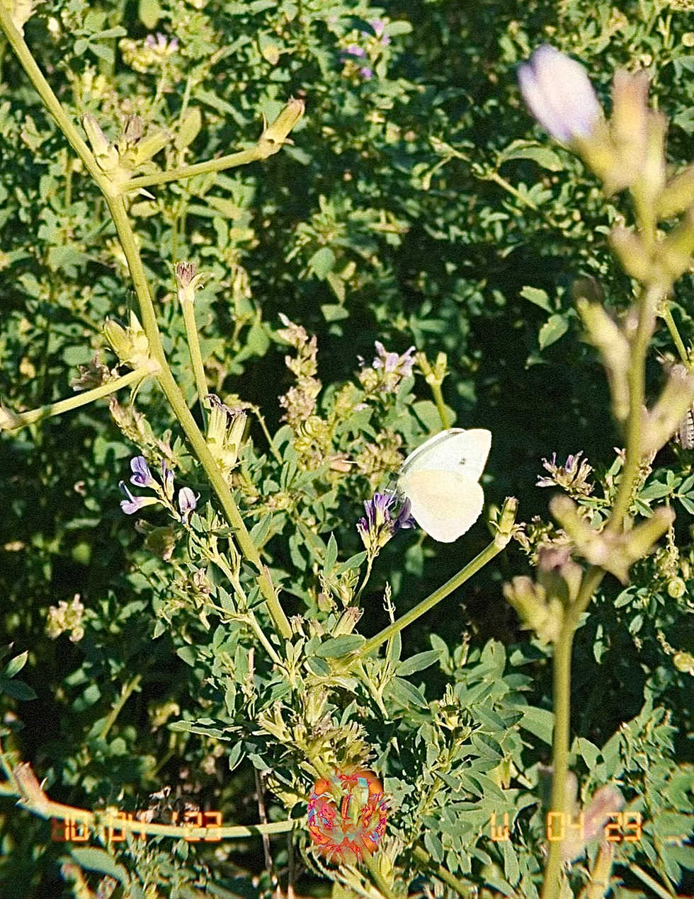 white butterfly, spiritual symbolism, alfalfa