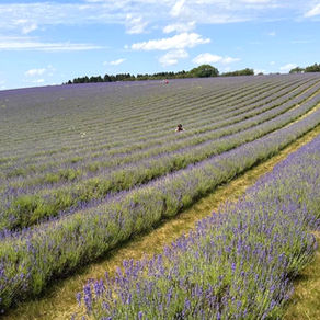 Cotswold lavender, i filari di lavanda nel campo