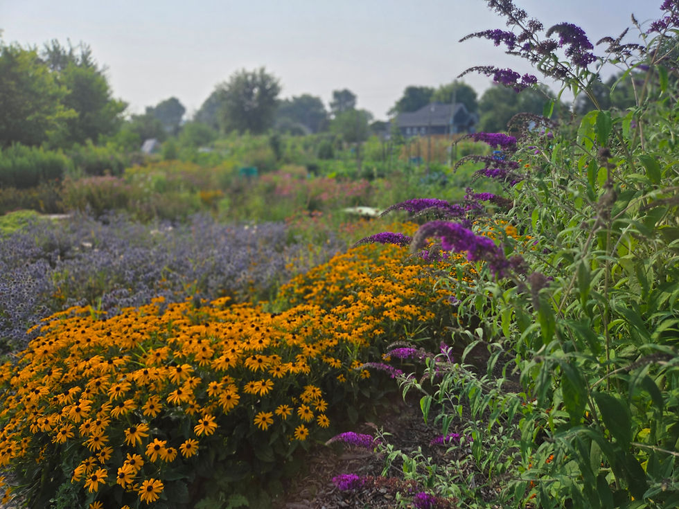 Serene garden pathway at There She Grows Healing Garden