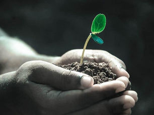 From the smallest seed, the biggest plan