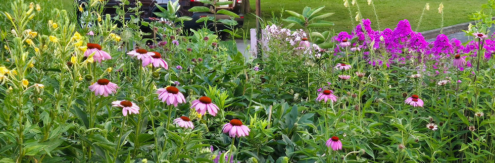 A closeup view of pink and purple flowers in bloom including coneflower and phlox.