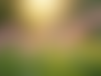 Eye-level view of a serene healing garden with blooming flowers
