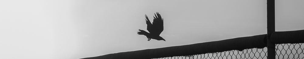 Cardenas Photography.jpg