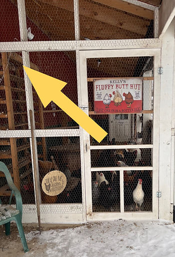 Chicken coop with hens behind wire, snow on the ground. Sign reads "Kelly's Fluffy Butt Hut." Large yellow arrow points to top shelf.