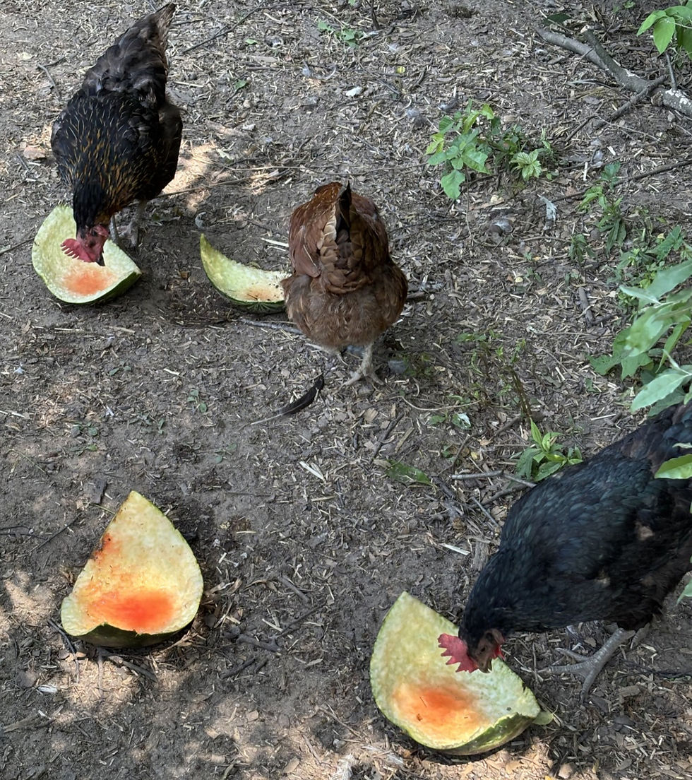 Three chickens peck at watermelon halves on the ground in a dirt and leafy setting, conveying a peaceful, natural scene.