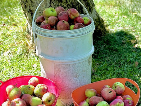 Apple Picking on the Chicken Farm