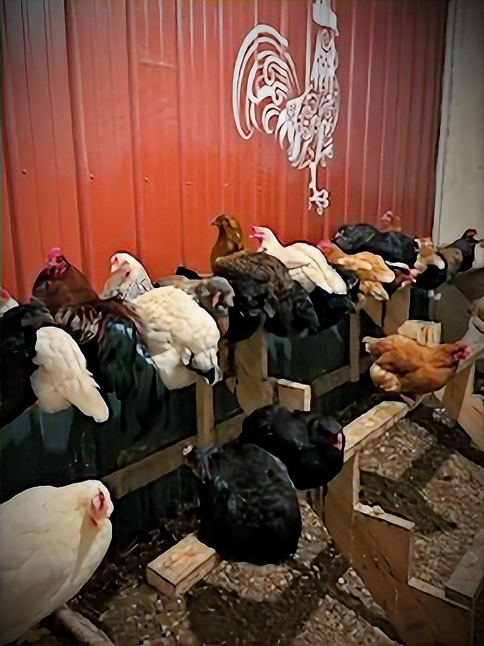 Chickens roosting for the night.