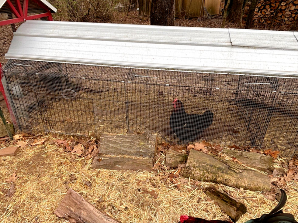Bird Brain in Broody Mamma Jail