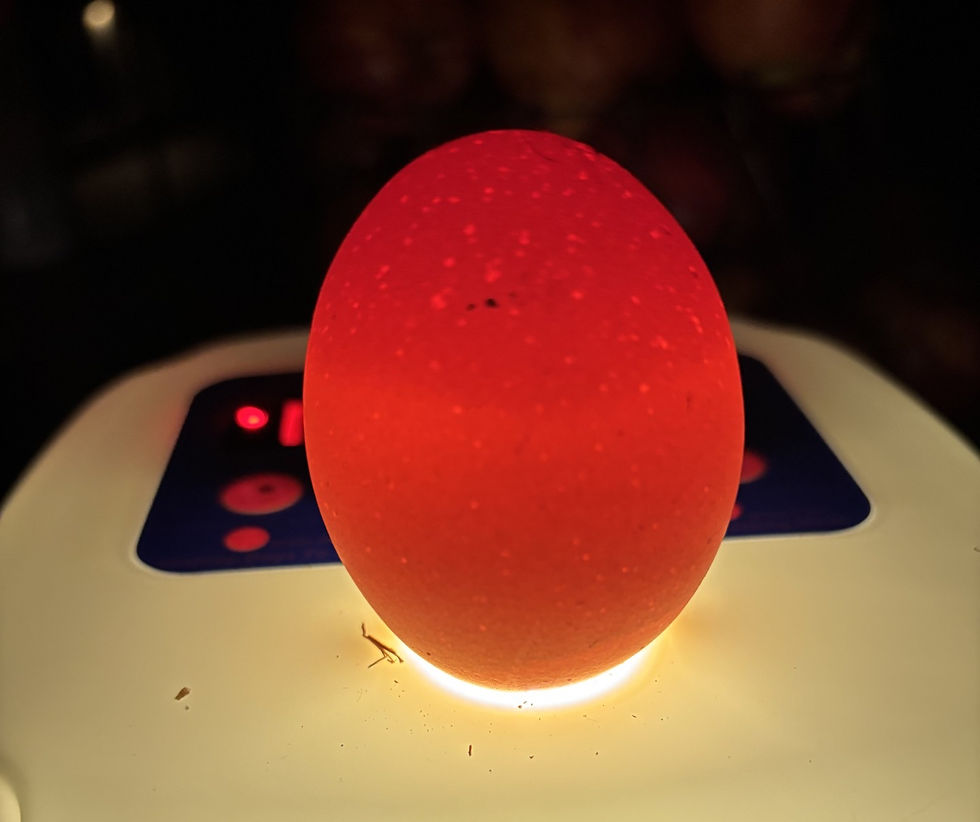 This egg is a dud.