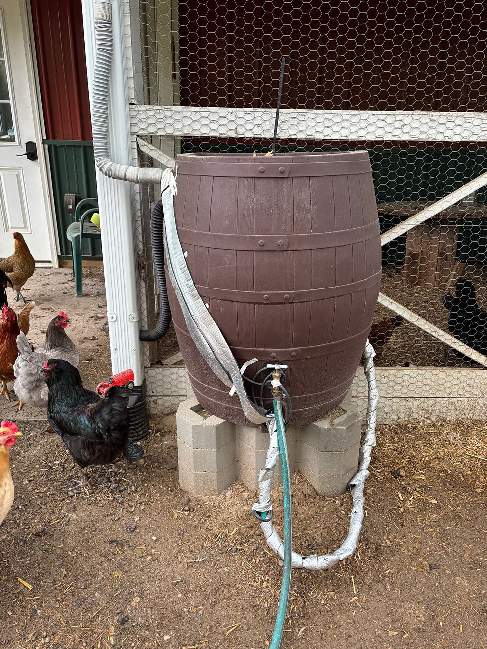 Brown rain barrel with hose on cinder blocks near a chicken coop and several chickens. Green and red accents. Wire mesh background.