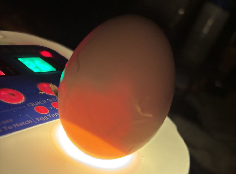 A chick is growing inside the egg.