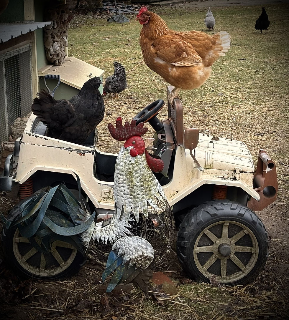 Chickens perched on a toy jeep with a metal rooster sculpture in front. The yard is grassy with more chickens in the background.