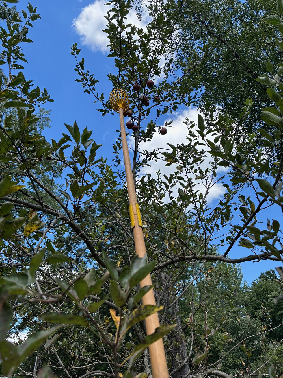 A fruit picker reaches for apples in a tree against a blue sky with fluffy clouds. Green leaves dominate the scene.