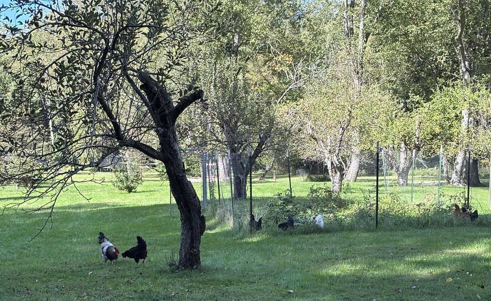 Chickens pecking in a grassy fenced orchard under trees on a sunny day