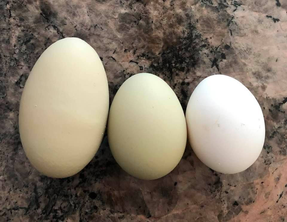 Double yolker egg is on the left.