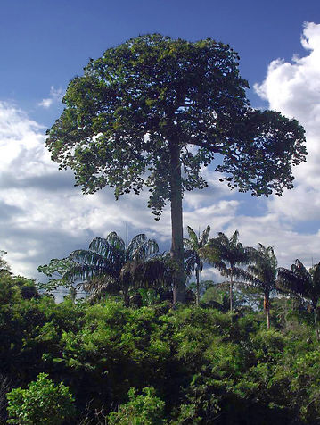 Castanheira_1.jpg