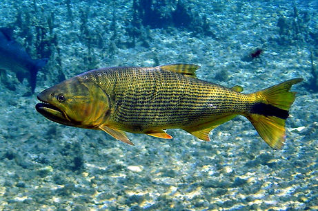 Dourado(Salminus_brasiliensis).jpg