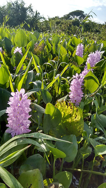 Flor_de_Aguapé_-_panoramio.jpg