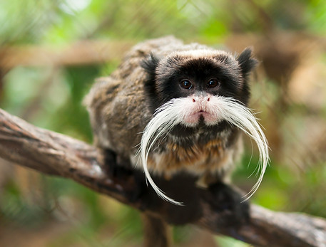 Black-chinned_emperor_tamarin_(S._i._imp