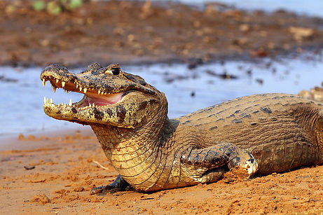 Yacare_caiman_(Caiman_yacare)_2.jpg