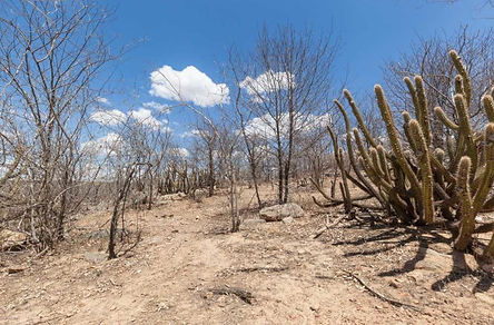 bioma-caatinga.jpeg