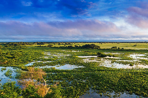 Pantanal,_Mato_Grosso,_Brasil.jpg