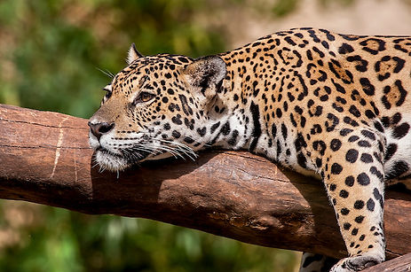 Onça-pintada_(Panthera_onca)_-_Jaguar.jp