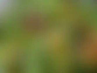 Beet Shrimp Winter Salad