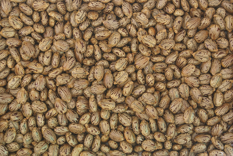 The Amazing Benefits of Castor Oil for Hair Growth (and Why You Need It in Your Routine)