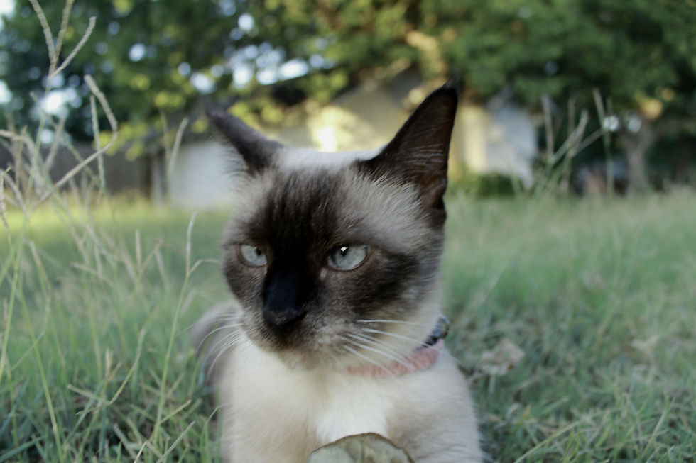 Catcentration