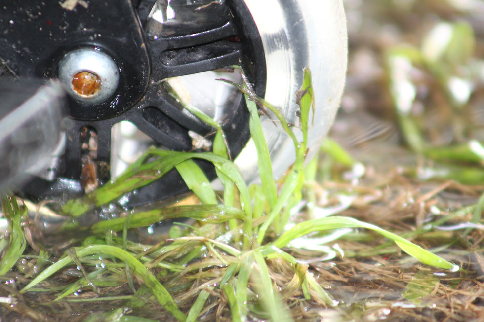 Scooter in the Weeds