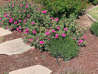 Tomas_cistus (close-up).jpeg