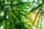 bamboo-leaves-at-sky-2021-08-26-16-02-19-utc.jpg
