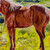 Blondie On The Plains — horse animal fine art print by Jeff Williams | River Horse Art Gallery