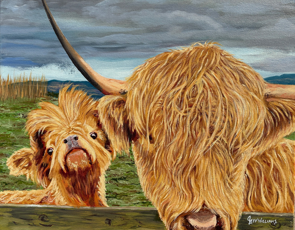 Hahrry Coos — highland cow animal fine art print by Jeff Williams | River Horse Art Gallery