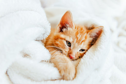 AdobeStock_449068496.jpeg